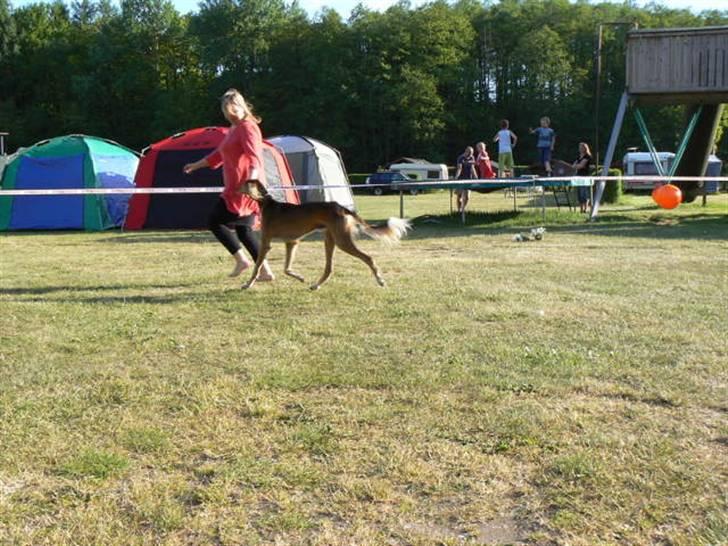 Saluki Faih´dan billede 2