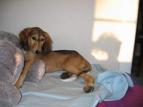 Saluki Faih´dan - lille hund stor bamse - gave fra mormor... er nu revet i tusind stykker :/  billede 3