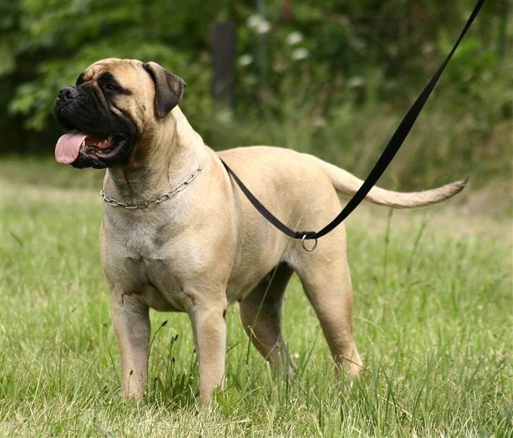 Bullmastiff Brak's MonteCalina/Maddie - Maddie på ferie..juni 2007 billede 1