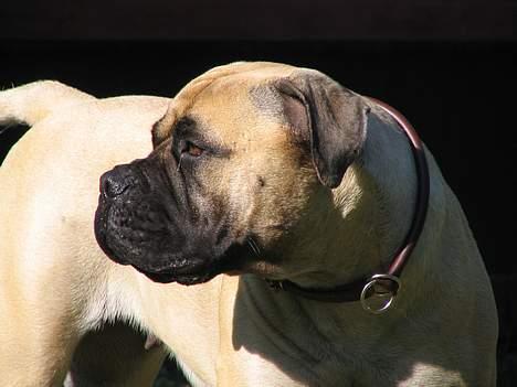 Bullmastiff Brak's MonteCalina/Maddie billede 2