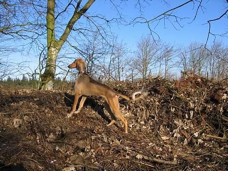 Saluki Faih´dan - aah - et rådyr i sigte ... billede 4