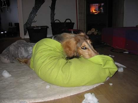 Saluki Faih´dan - dette er kendt som :"jeg-har-da-bare-slet-ikke-revet-alt-fyldet-ud-af-bamsen-ogspredt-det-udover-gulvet-blikket" :) billede 5