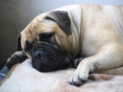 Bullmastiff Brak's MonteCalina/Maddie - prinsessen flader ud billede 3