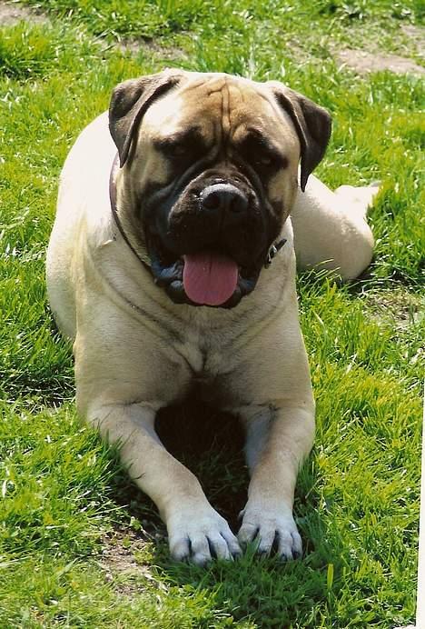 Bullmastiff Brak's MonteCalina/Maddie billede 4