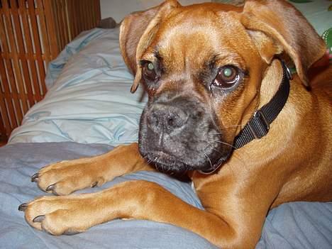 Boxer Zelda billede 10