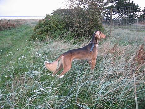 Saluki Faih´dan - Vi går tit ned til stranden - ved siden af vejen er der udsigt til en hjortefarm, der bor også en lama og den flytter sig ikke når man gør af den... billede 6