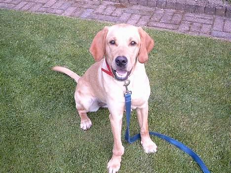 Labrador retriever Tea - Er jeg ikke bare sød :o) billede 1