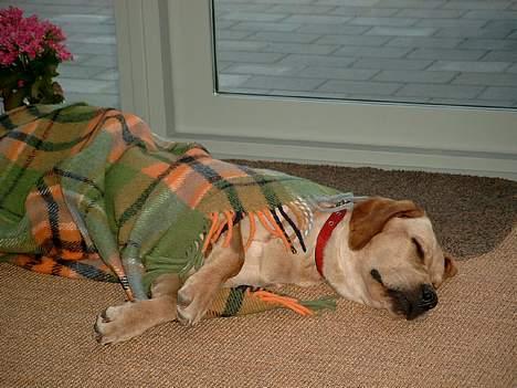 Labrador retriever Tea - Jeg er blevet træt ZZZZzzzzzZZZzz billede 2