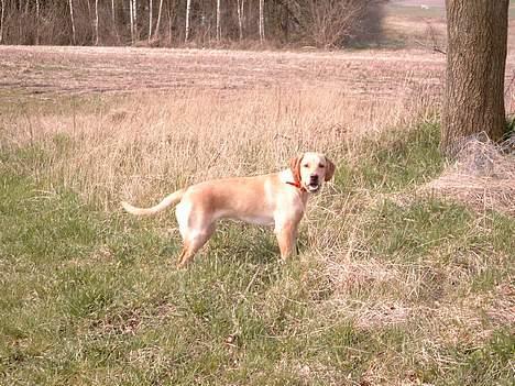 Labrador retriever Tea - Jeg er lige på opdagelse ;o) billede 3