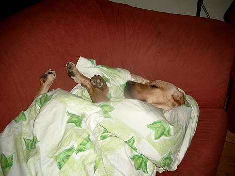 Labrador retriever Tea - Nej hvor er jeg træt putter mig lige en time!!!!! billede 4