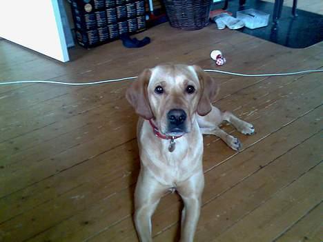 Labrador retriever Tea - Hey hvad laver du???? billede 5