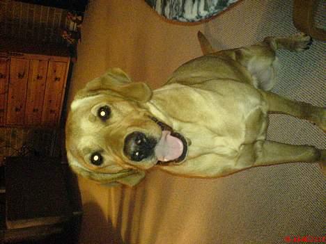 Labrador retriever Tea - Tag nu det billede... billede 6