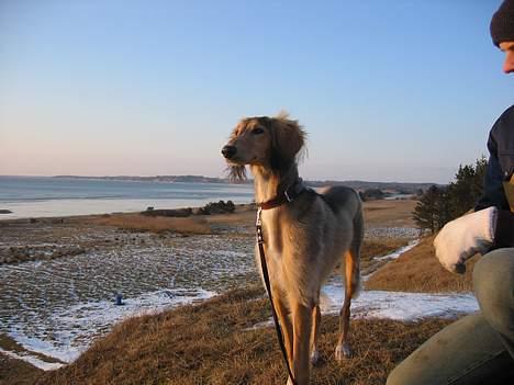 Saluki Faih´dan - aah vinden i pelsen og den smukke udsigt... billede 7