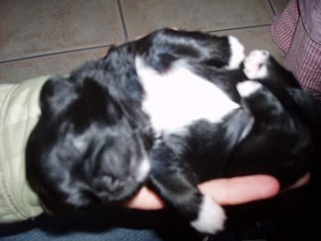 Pekingeser Trunte - Dejligt at ligge på mors hånd billede 10