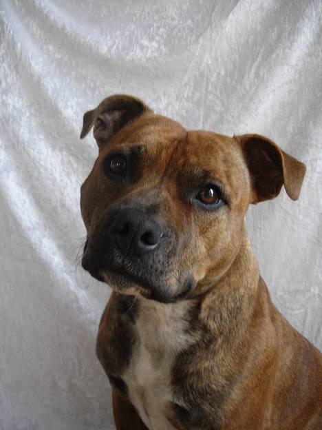 Staffordshire bull terrier Jeanty´s staff Zilla billede 16