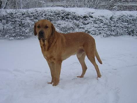 Broholmer Valdemar (død 12/6 2009) - Helt ærlig, mor! Bliv nu færdig med det kamera! Det er KOLDT! billede 14