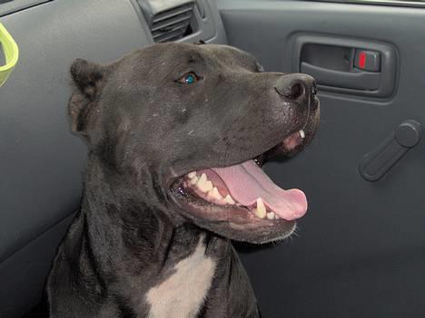 Amerikansk staffordshire terrier +max+ - ELSKER at køre bil billede 1