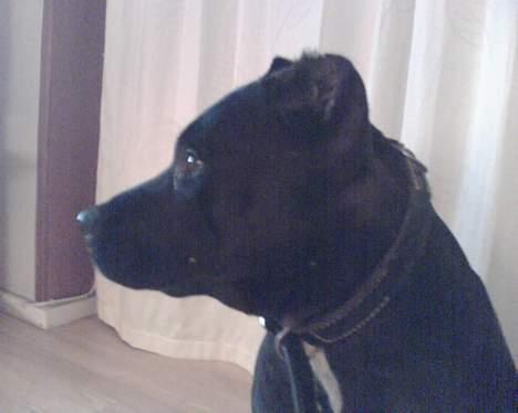 Amerikansk staffordshire terrier +max+ - Mulle sidder og ser tv billede 2