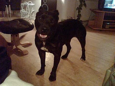 Amerikansk staffordshire terrier +max+ - Hmm er jeg i kassen nu?? billede 3