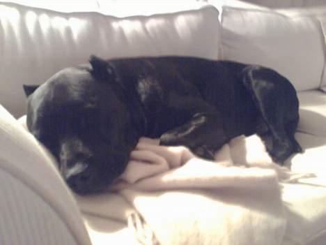 Amerikansk staffordshire terrier +max+ - Mulle ligger og sover i sofaen billede 4