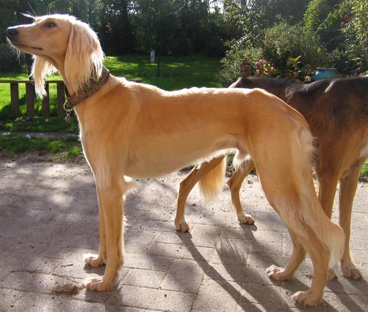 Saluki Qhandahar billede 1