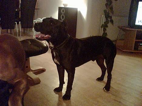 Amerikansk staffordshire terrier +max+ - Åh skal vi lege?? billede 5