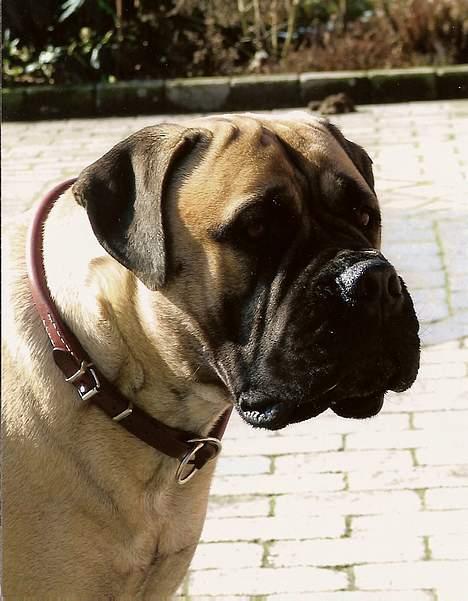 Bullmastiff Brak's MonteCalina/Maddie billede 5