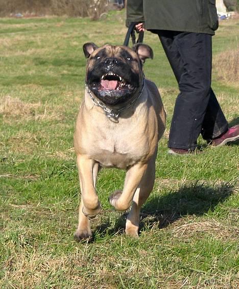 Bullmastiff Brak's MonteCalina/Maddie - Min veeenn!!... billede 6