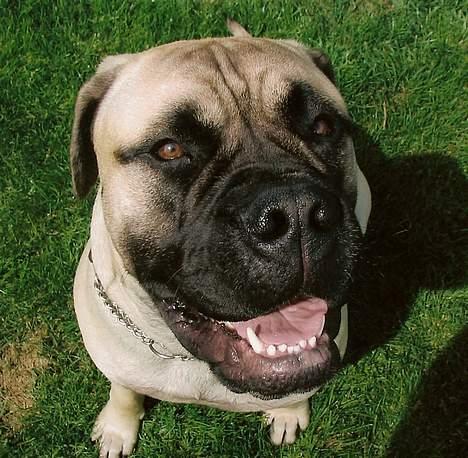 Bullmastiff Brak's MonteCalina/Maddie billede 7