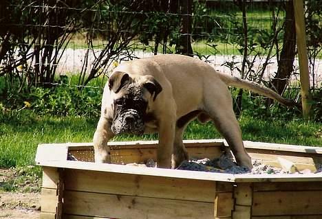 Bullmastiff Goya*elsker dig min skat* - sandtrolden billede 8