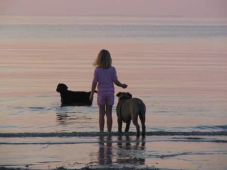 Bullmastiff Goya*elsker dig min skat* - Amalie,Goya og Rosa på Vesterlyng ved Sejerøbugten billede 9