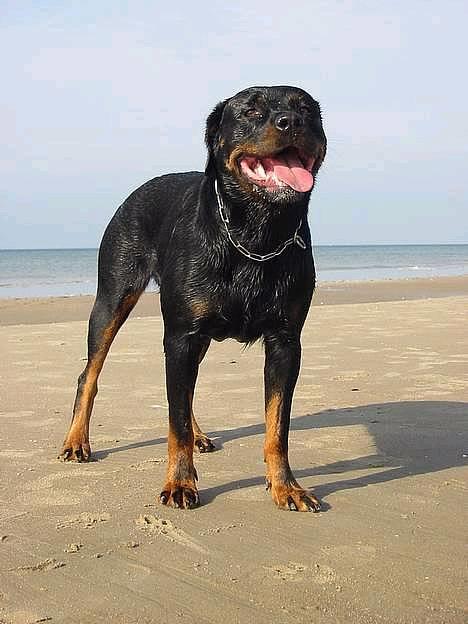 Rottweiler Muddi - Muddi billede 1