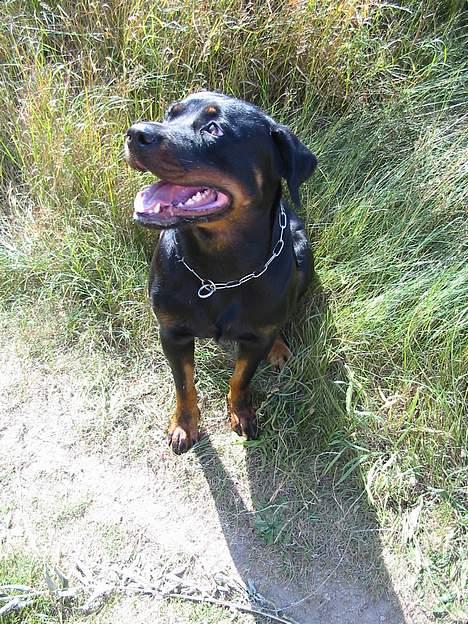 Rottweiler Muddi billede 2