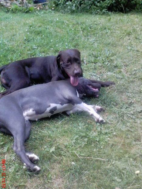 Amerikansk staffordshire terrier Great Vikings Misty - Ligger lige og flader den med Dalton billede 16