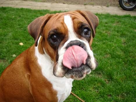 Boxer Bine - Bine i haven d. 10/10 billede 18