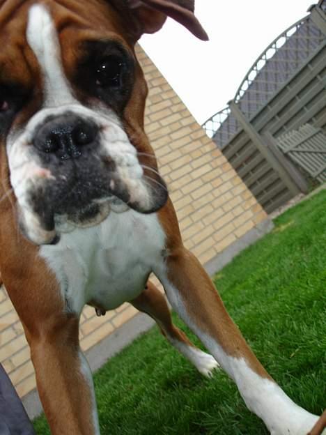 Boxer Bine - Bine undre sig over kameraet!!! billede 19