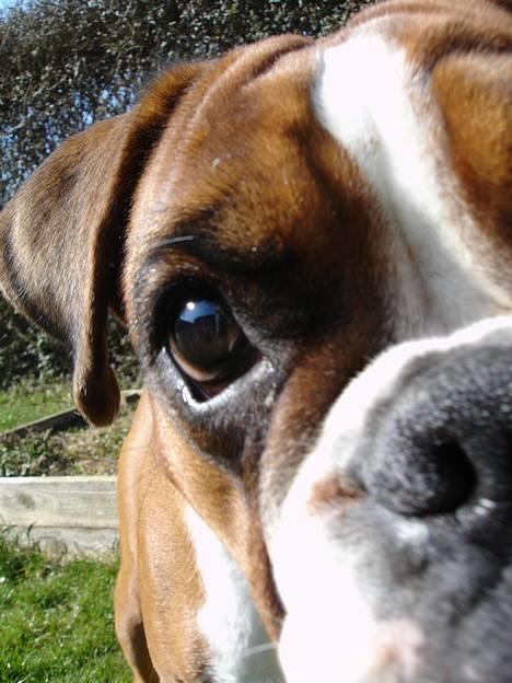 Boxer Bine - Er lidt nysgerrig, det kamera er nu en underlig kasse. billede 20