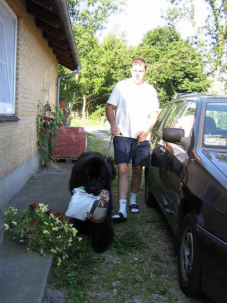 Newfoundlænder Samson (R.I.P 15.juni 09) - Så er der morgenbrød!!! billede 6