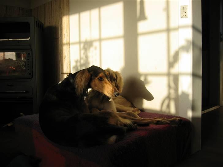 Saluki Faih´dan billede 8