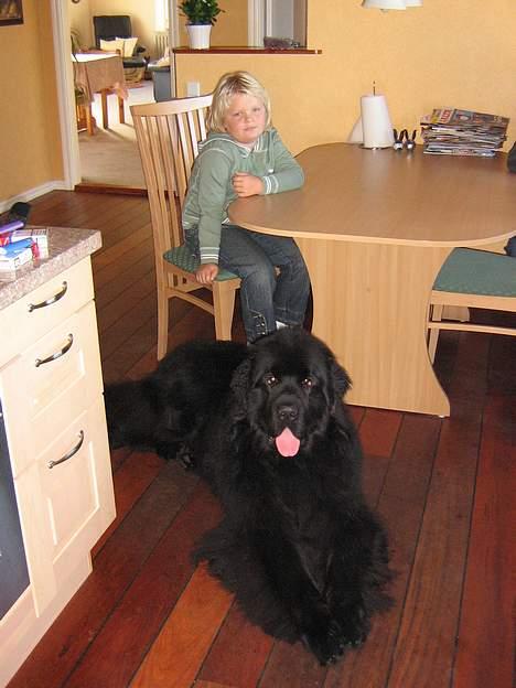 Newfoundlænder Samson (R.I.P 15.juni 09) billede 7