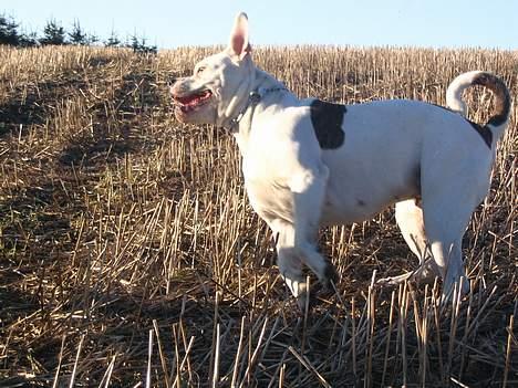 Amerikansk bulldog Østergårds Kelly osbuorne billede 11