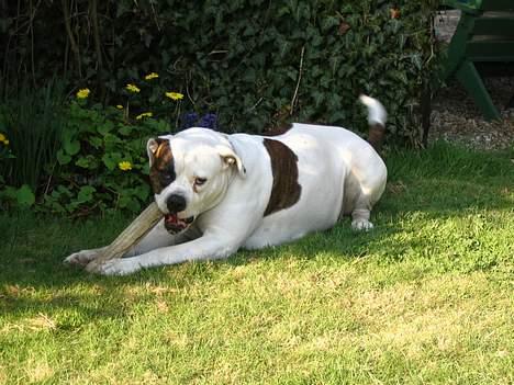 Amerikansk bulldog Østergårds Kelly osbuorne - Hvor ser hun dog klog ud.  billede 12