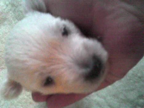 West highland white terrier Anton - 10/10 - Og nu har han fået øjne. Han bliver jo bare sødere og sødere... billede 10