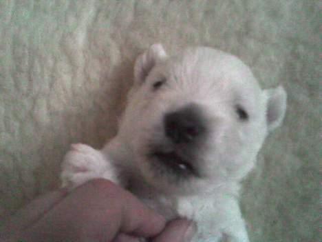 West highland white terrier Anton - 10/10 - og vil stadig meget gerne nusses..  billede 11