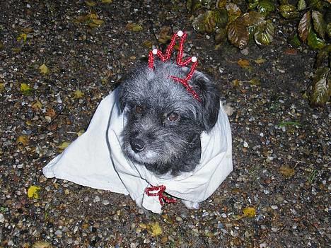 Blanding af racer Perle <3 - Min egen lille prinsessepige ! :) billede 13