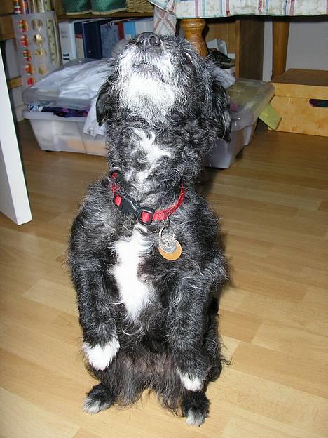 Blanding af racer Perle <3 - Perle kan sidde så yndigt! :o) billede 14