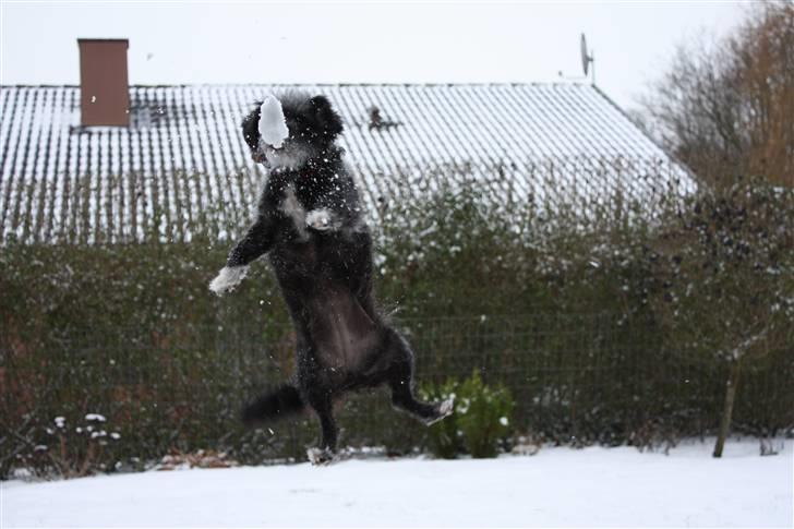 Blanding af racer Perle <3 - NINJAHOP! Man gør vel alt for en snebold d: ? billede 15