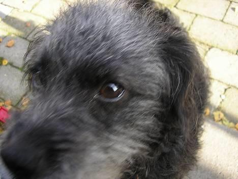 Blanding af racer Perle <3 - Når nysgerrigheden tager overhånd :D ! billede 17