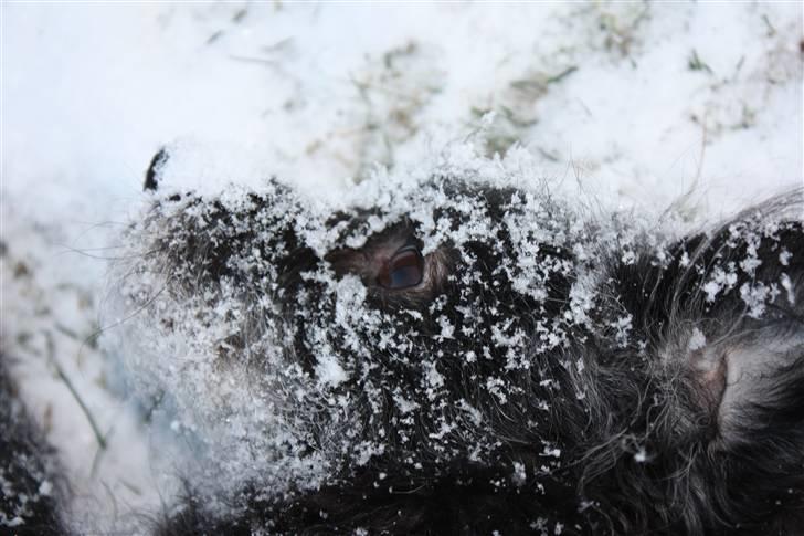 Blanding af racer Perle <3 - Perle bliver forvandlet til en panda når sneen falder :o)  billede 18