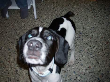 Blanding af racer MIKKEL <3  * Død :'( - Gi´ mig li en godbid :b billede 2